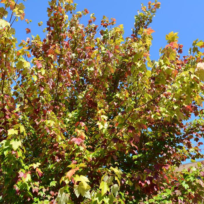 'Autumn Fantasy®' Freeman Maple - Acer x freemanii from Paradise Acres Garden Center