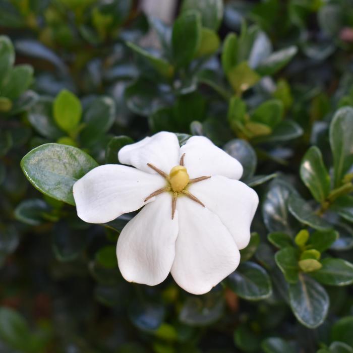 'Kleim's Hardy' - Gardenia jasminoides from Paradise Acres Garden Center