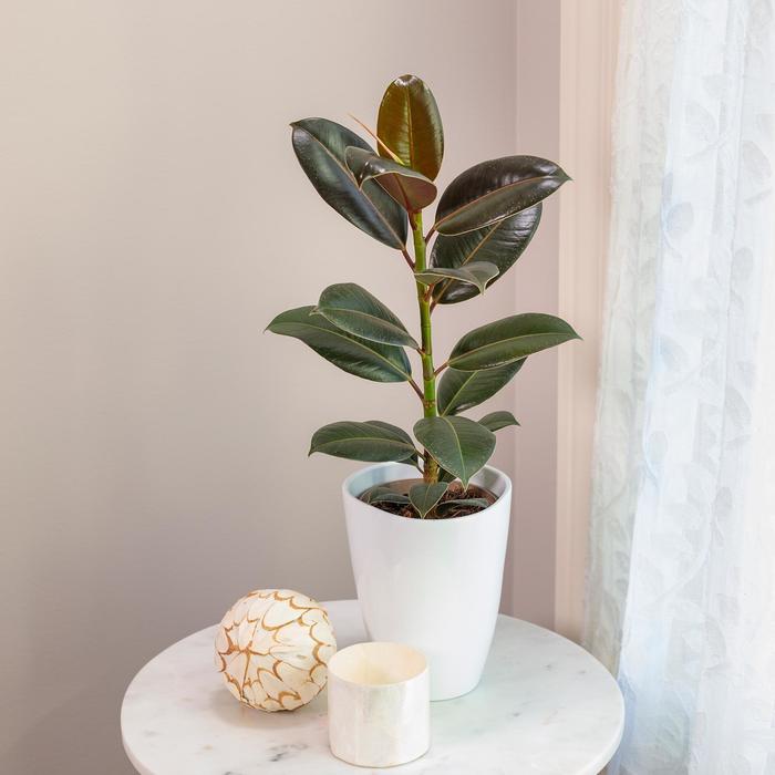 'Melany' Rubber Plant - Ficus elastica from Paradise Acres Garden Center