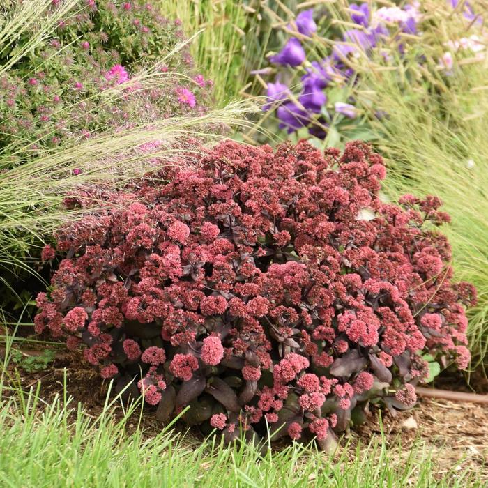 Rock 'N Grow&reg; 'Midnight Velvet' - Sedum hybrid from Paradise Acres Garden Center