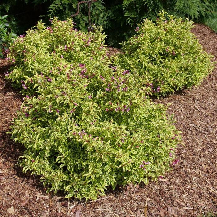 Bubbly Wine&reg; - Weigela florida from Paradise Acres Garden Center