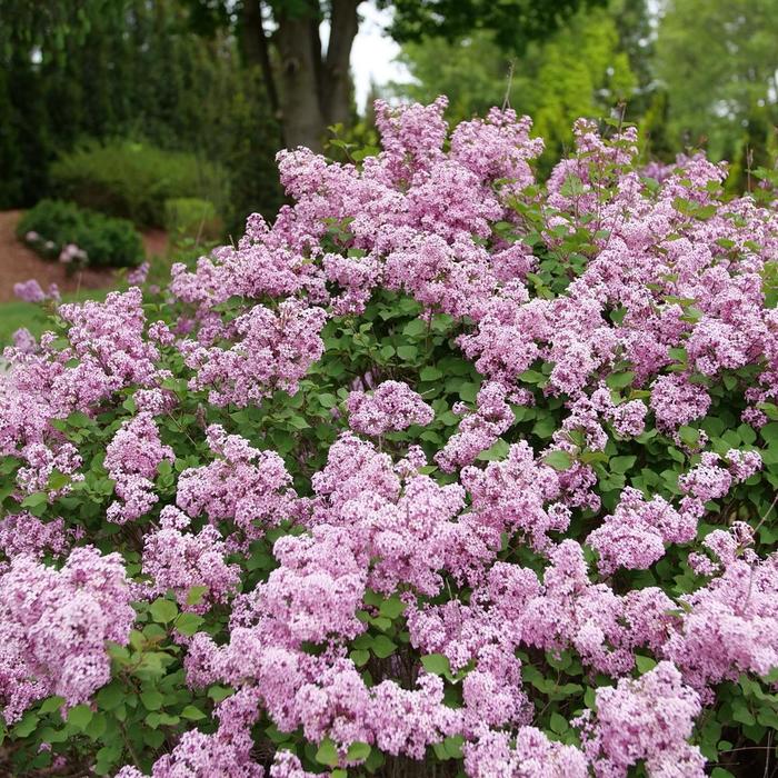 Bloomerang® Purpink - Syringa (Reblooming Lilac) from Paradise Acres Garden Center