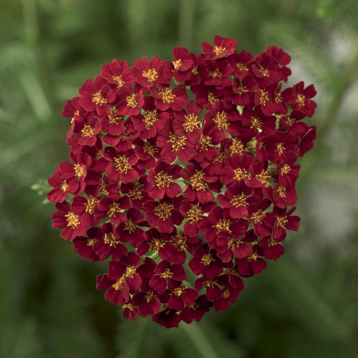 Desert Eve™ Red - Achillea (Yarrow) from Paradise Acres Garden Center