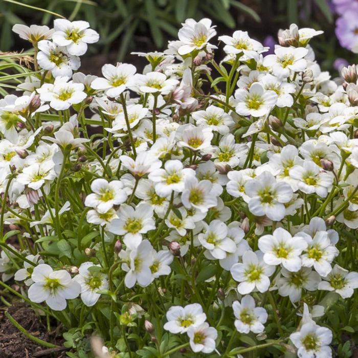 Alpino&trade; White - Saxifraga x arendsii (Saxifrage) from Paradise Acres Garden Center