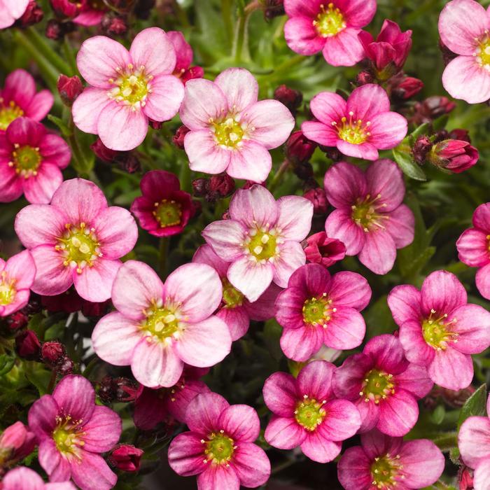 Alpino&trade; Pink - Saxifraga x arendsii from Paradise Acres Garden Center