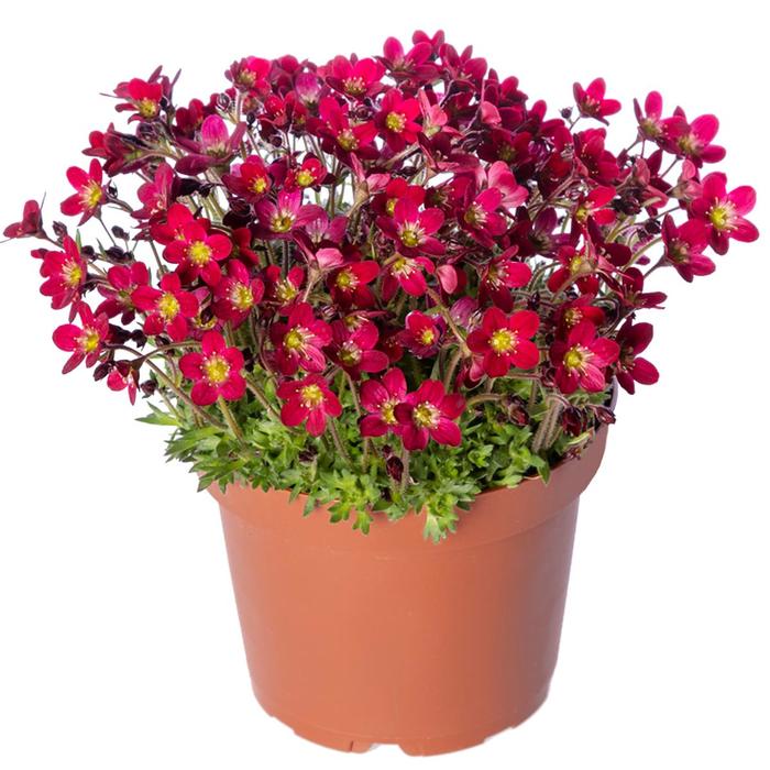 Alpino&trade; Red - Saxifraga x arendsii from Paradise Acres Garden Center