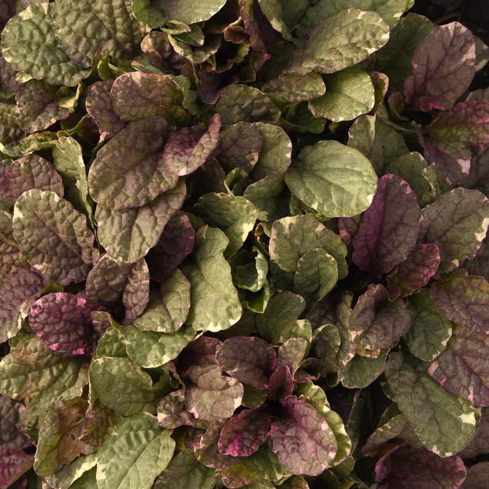 'Burgundy Glow' Bugleweed - Ajuga reptans from Paradise Acres Garden Center