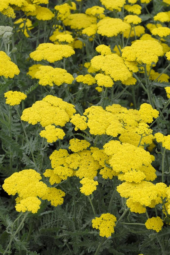 'Moonshine' Yarrow - Achillea millefolium from Paradise Acres Garden Center