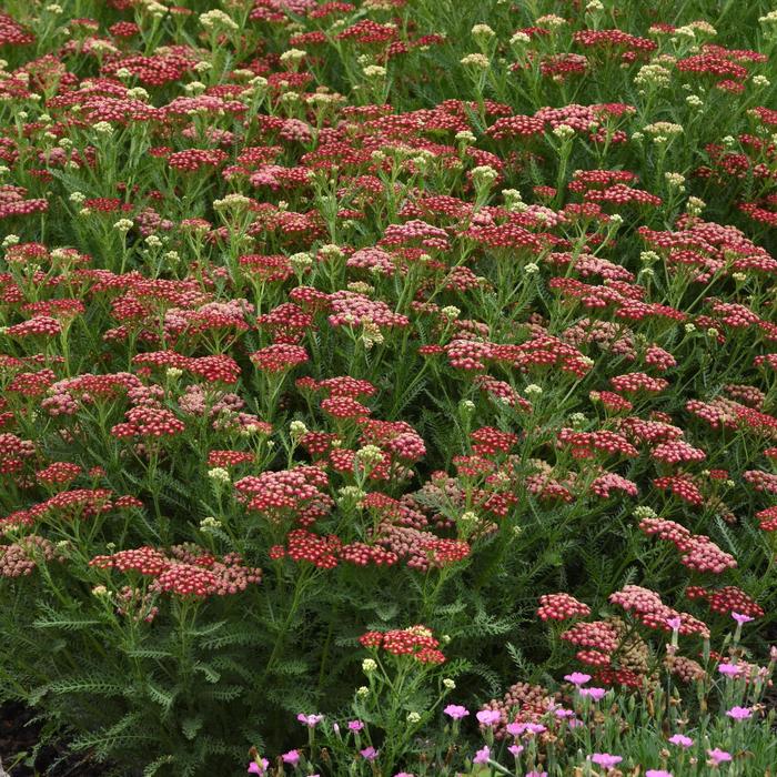 New Vintage™ Red - Achillea millefolium (Yarrow) from Paradise Acres Garden Center