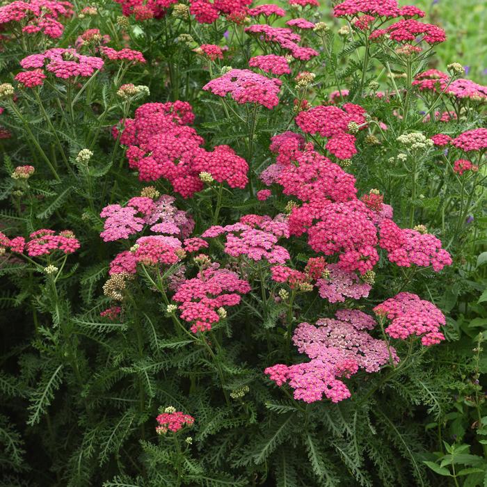 New Vintage™ Rose - Achillea millefolium (Yarrow) from Paradise Acres Garden Center