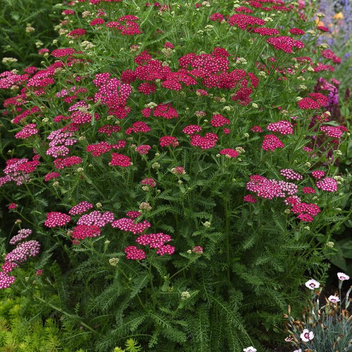 New Vintage™ Violet - Achillea millefolium (Yarrow) from Paradise Acres Garden Center