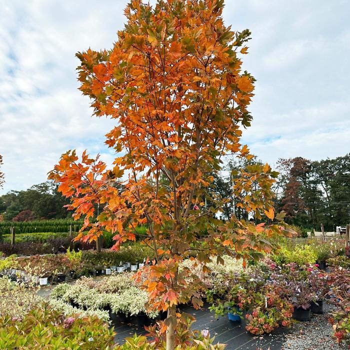 'Green Mountain' Sugar Maple - Acer saccharum from Paradise Acres Garden Center