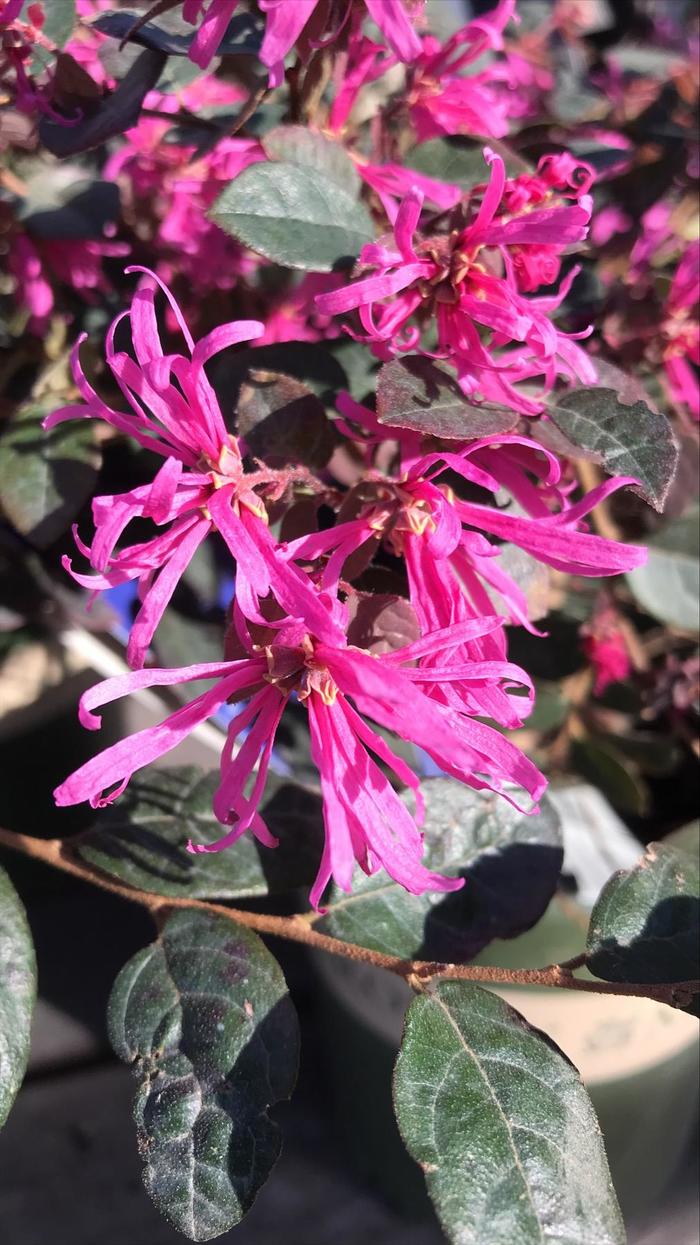 'Sizzling Pink' Fringe Flower - Loropetalum chinense from Paradise Acres Garden Center