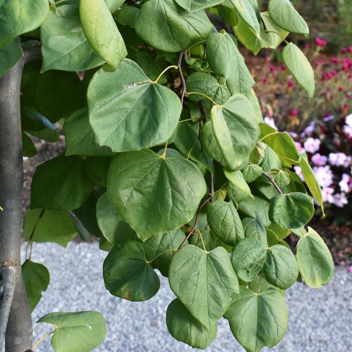 'Golden Falls®' Redbud - Cercis canadensis from Paradise Acres Garden Center