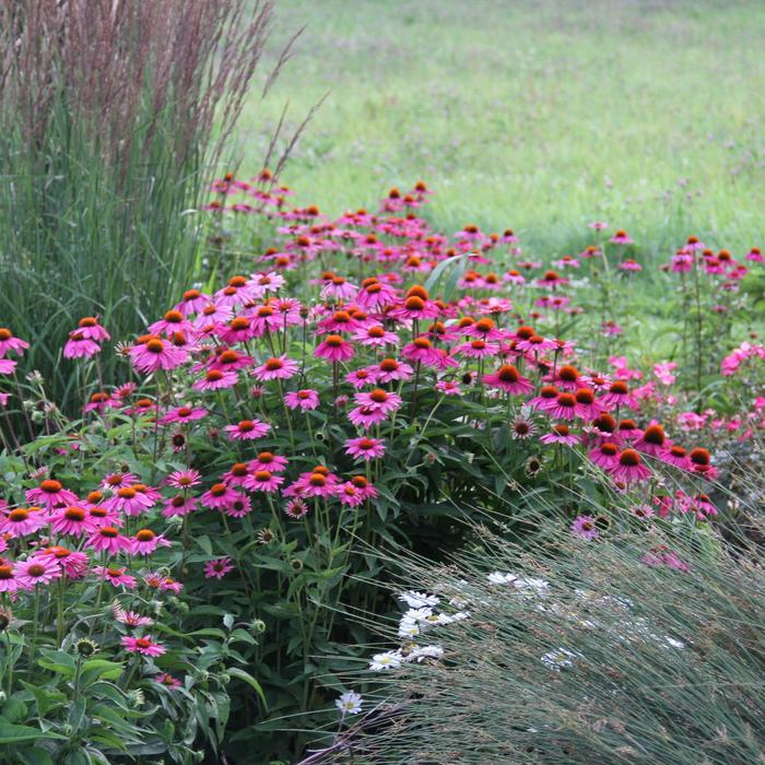 'PowWow Wild Berry' Coneflower - Echinacea purpurea from Paradise Acres Garden Center
