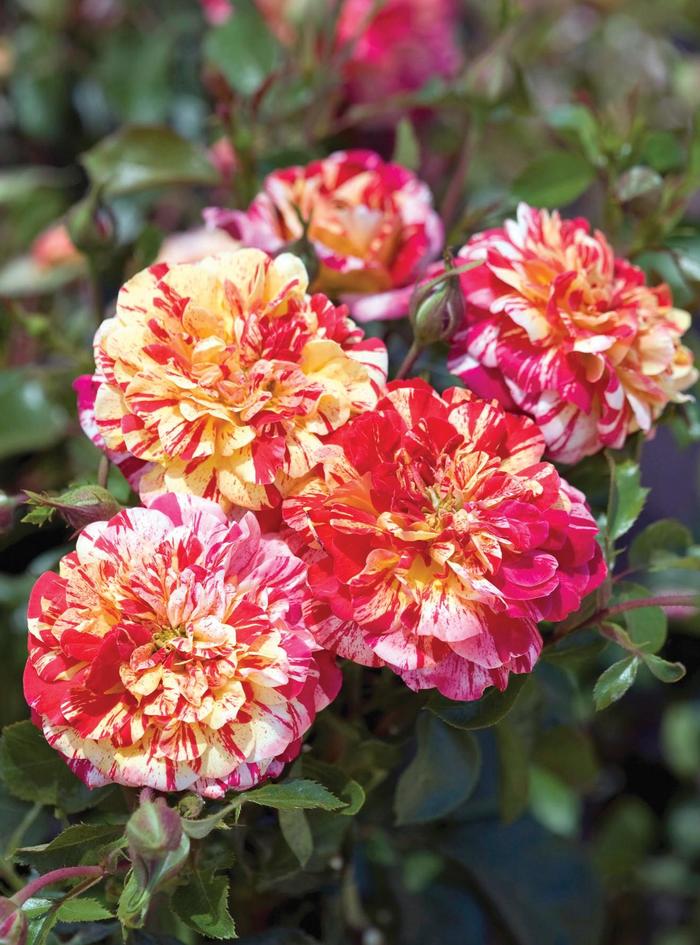 All American Magic&trade; Grandiflora Rose - Rosa x from Paradise Acres Garden Center