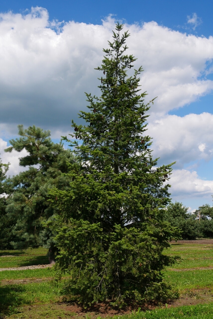 Douglas fir - Pseudotsuga menziesii from Paradise Acres Garden Center