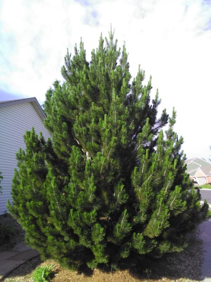 Bosnian Pine - Pinus heldreichii var. leucodermis from Paradise Acres Garden Center