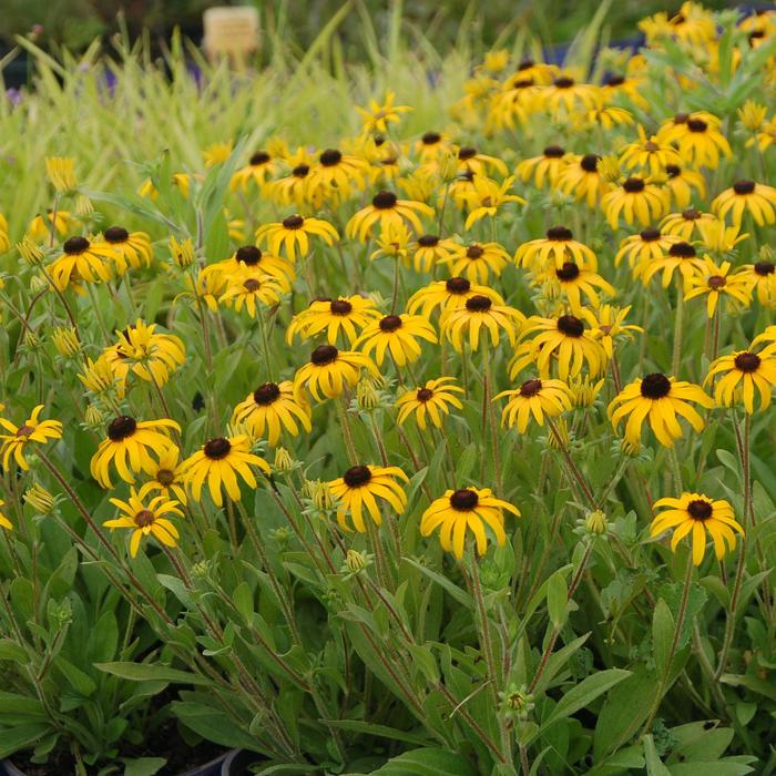 'American Gold Rush' Black Eyed Susan - Rudbeckia from Paradise Acres Garden Center