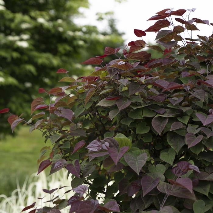 Garden Gems® Amethyst Redbud - Cercis canadensis from Paradise Acres Garden Center