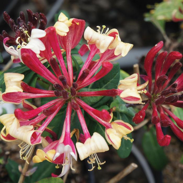 Peaches and Cream™ Honeysuckle - Lonicera periclymenum from Paradise Acres Garden Center