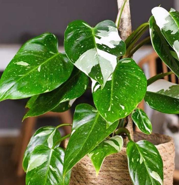 'White Princess' - Philodendron from Paradise Acres Garden Center