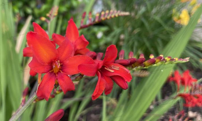 'Diablito' Montbretia - Crocosmia from Paradise Acres Garden Center