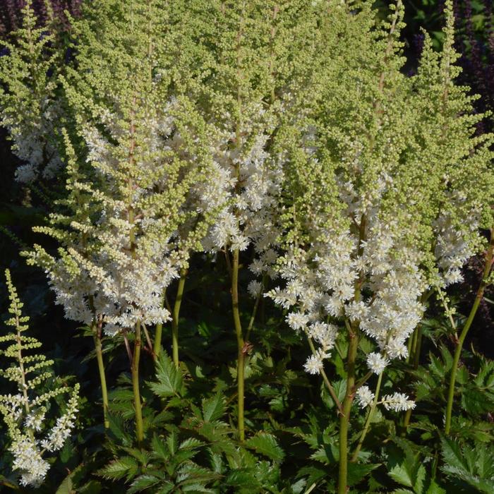 'Visions in White' False Spirea - Astilbe chinensis from Paradise Acres Garden Center