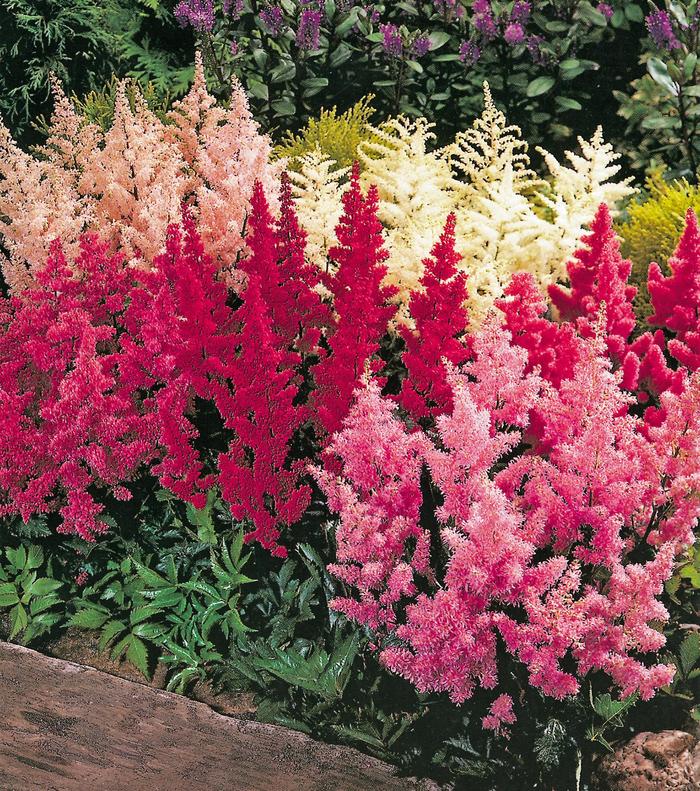 Assorted, False Spirea - Astilbe from Paradise Acres Garden Center