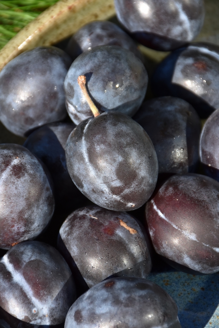 'Stanley' Stanley Plum - Prunus domestica from Paradise Acres Garden Center