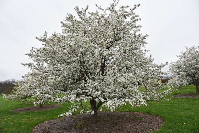 'Starlite®' Crabapple - Malus from Paradise Acres Garden Center