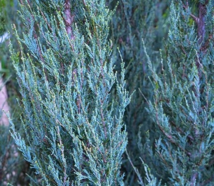 'Skyrocket' Juniper - Juniperus scopulorum from Paradise Acres Garden Center