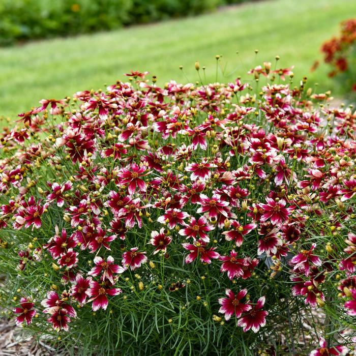 Designer Threads&trade; 'Heartstrings' - Coreopsis verticillata (Threadleaf Coreopsis) from Paradise Acres Garden Center
