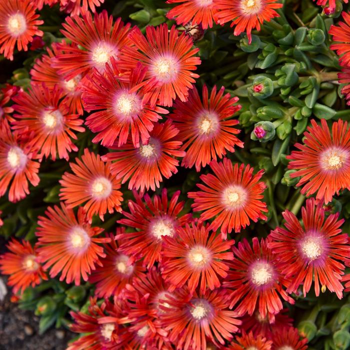 Kaleidoscope&trade; 'Dancing Embers' - Delosperma hybrid (Ice Plant) from Paradise Acres Garden Center