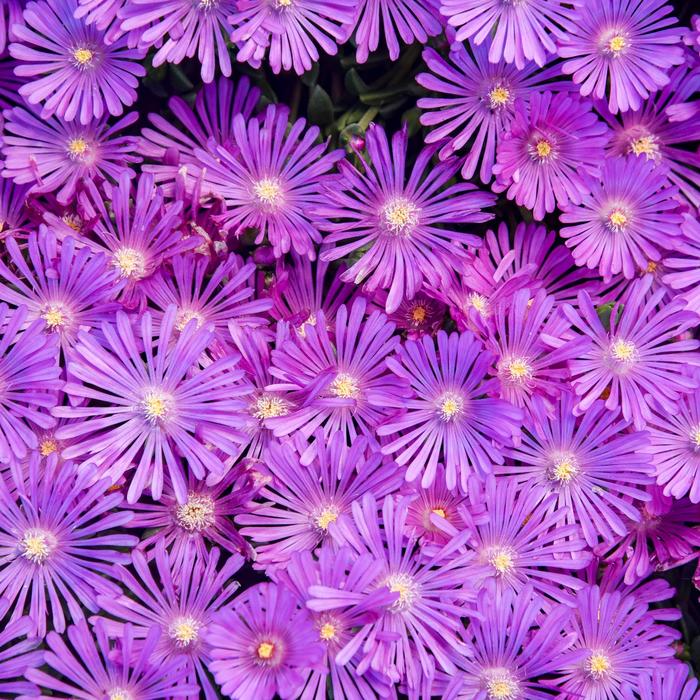Kaleidoscope&trade; 'Orchid Flash' - Delosperma hybrid (Ice Plant) from Paradise Acres Garden Center