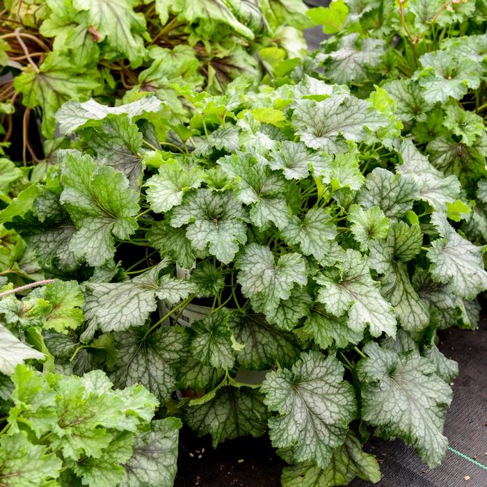 Fun and Games&reg; 'Shadow Tag' - Heucherella (Foamy Bells) from Paradise Acres Garden Center