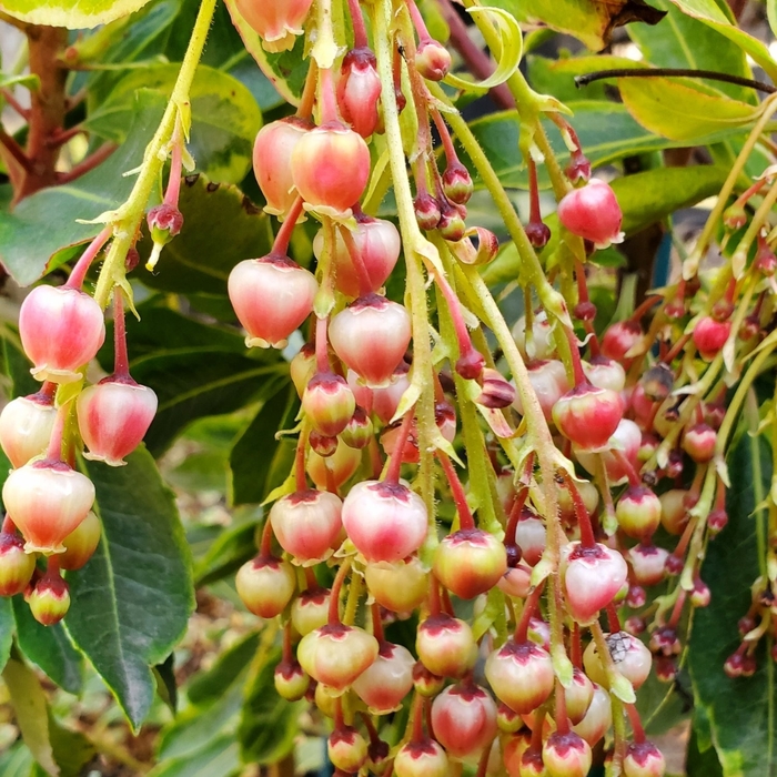 Strawberry Tree - Arbutus unedo from Paradise Acres Garden Center