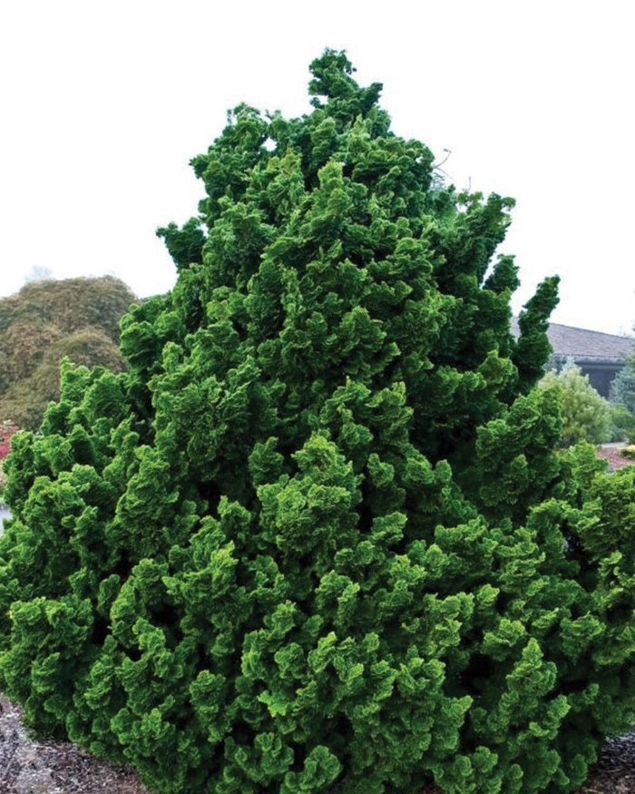 'Nana Gracilis' Dwarf Hinoki Falsecypress - Chamaecyparis obtusa from Paradise Acres Garden Center