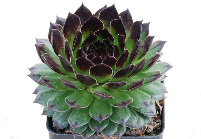 Chick Charms&reg; Appletini&trade; - Sempervivum (Hen and Chicks) from Paradise Acres Garden Center