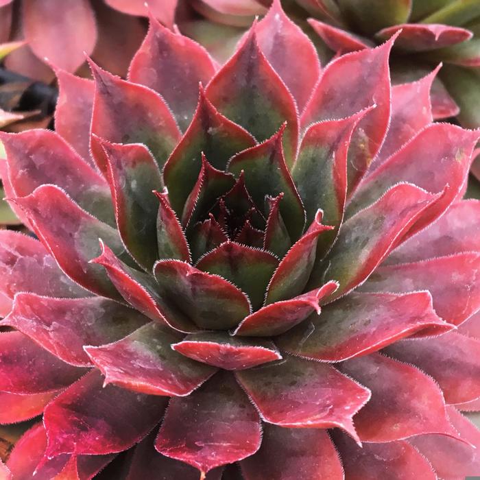 Chick Charms&reg; Autumn Apple&trade; - Sempervivum (Hen and Chicks) from Paradise Acres Garden Center