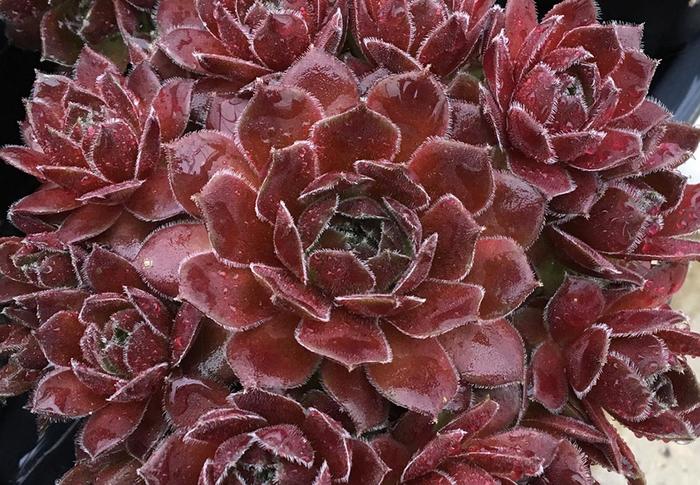 Chick Charms® Berry Bomb™ - Sempervivum (Hens and Chicks) from Paradise Acres Garden Center