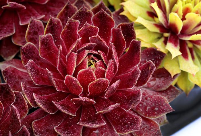 Chick Charms&reg; Candied Apple&trade; - Sempervivum (Hen and Chicks) from Paradise Acres Garden Center