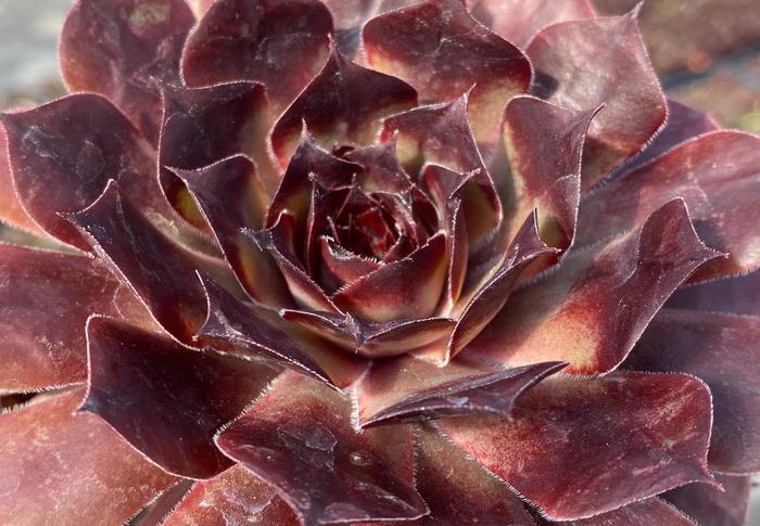 Chick Charms&reg; Choco Latte&trade; - Sempervivum (Hen and Chicks) from Paradise Acres Garden Center