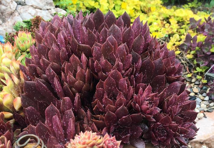 Chick Charms&reg; Chocolate Kiss&trade; - Sempervivum (Hen and Chicks) from Paradise Acres Garden Center