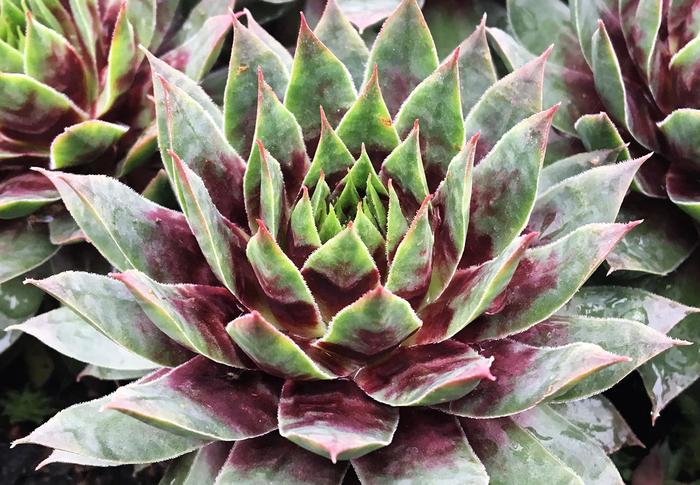 Chick Charms&reg; Cranberry Cocktail&trade; - Sempervivum (Hens and Chicks) from Paradise Acres Garden Center