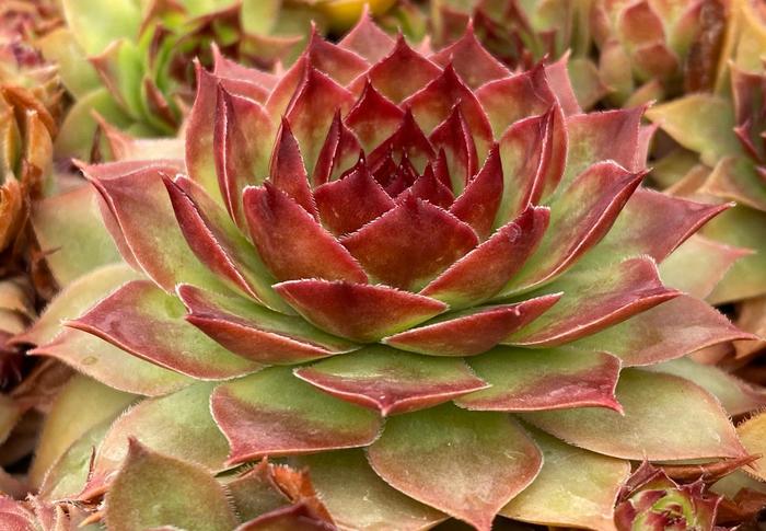 Chick Charms&reg; 'Giant Copper Canyon' - Sempervivum (Hen and Chicks) from Paradise Acres Garden Center