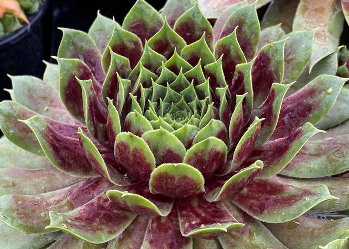 Chick Charms&reg; 'Giant Emerald Explosion' - Sempervivum (Hen and Chicks) from Paradise Acres Garden Center