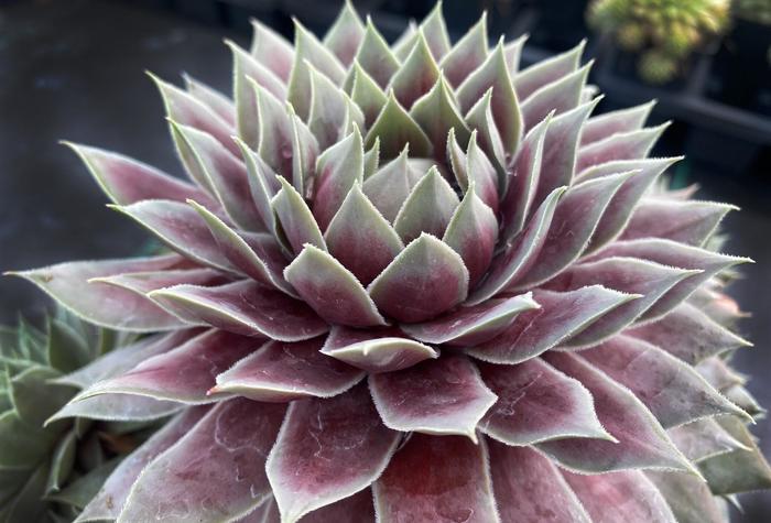 Chick Charms&reg; 'Giant Glacier Blue' - Sempervivum (Hen and Chicks) from Paradise Acres Garden Center