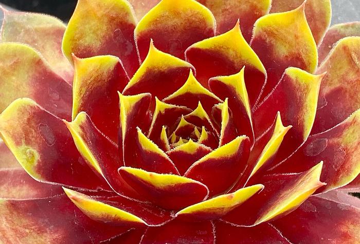 Chick Charms&reg; Gold Crown&trade; - Sempervivum (Hen and Chicks) from Paradise Acres Garden Center