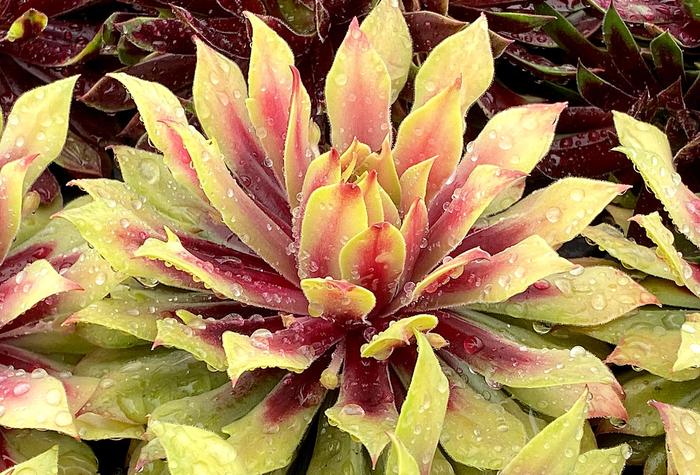 Chick Charms&reg; Lemon Waves&trade; - Sempervivum (Hen and Chicks) from Paradise Acres Garden Center